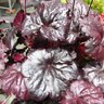 Heuchera X Black Sea Coral Bells