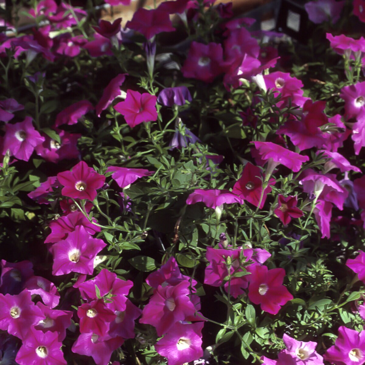 Petunia X Hybrida Wave Rose Spreading Petunia | SiteOne US