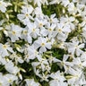 Phlox Subulata Spring White Creeping Phlox