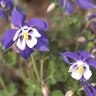 Aquilegia x hybrida Spring Magic Blue and White Columbine