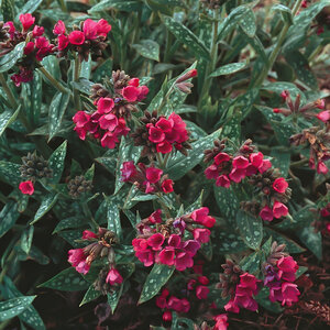 Pulmonaria X Raspberry Splash Lungwort