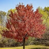 Acer Rubrum Simpson Select Red Maple