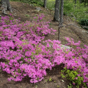 Rhododendron X Poukhanense Compacta Azalea