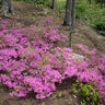 Rhododendron X Poukhanense Compacta Azalea