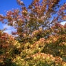 Acer Palmatum Katsura Japanese Maple
