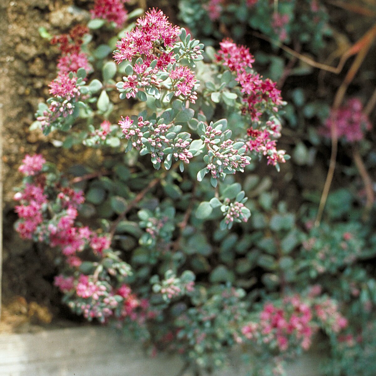 Hylotelephium (Sedum) cauticola Lidakense Stonecrop | SiteOne US