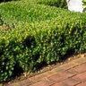 Buxus Microphylla var. Japonica Winter Gem Korean Boxwood