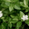Vinca Minor Alba White Common Periwinkle