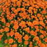 Chrysanthemum Morifolium Nikki Orange Garden Mum