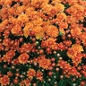 Chrysanthemum Morifolium Nikki Orange Garden Mum