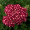 Achillea Millefolium Desert Eve Deep Rose Yarrow