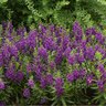 Angelonia Angustifolia Archangel Dark Purple Summer Snapdragon