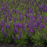 Angelonia Angustifolia Archangel Dark Purple Summer Snapdragon