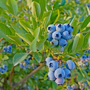 Vaccinium Corymbosum X Angustifolium Top Hat Blueberry