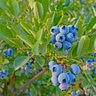 Vaccinium Corymbosum X Angustifolium Top Hat Blueberry