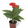 Canna x generalis Cannova Scarlet Canna Lily