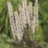 Actaea (Cimicifuga) Simplex Pink Spike Bugbane