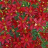 Coreopsis Verticillata Sizzle & Spice Hot Paprika Threadleaf Tickseed