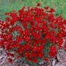 Coreopsis Verticillata Sizzle & Spice Hot Paprika Threadleaf Tickseed