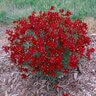 Coreopsis Verticillata Sizzle & Spice Hot Paprika Threadleaf Tickseed