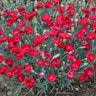 Dianthus Pretty Poppers Electric Red Pinks