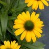 Echinacea X Prima Amarillo Coneflower