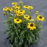 Echinacea X Prima Amarillo Coneflower