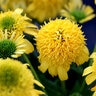 Echinacea X Sunny Days Lemon Coneflower