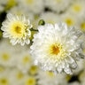 Chrysanthemum X Morifolium Chelsey White Garden Mum
