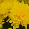 Chrysanthemum X Morifolium Elena Gold Hardy Garden Mum