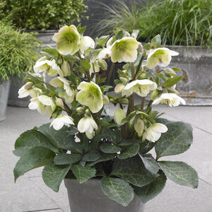 Helleborus X FrostKiss Mollys White Lenten Rose