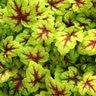 X Heucherella Stoplight Foamy Bells