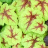 X Heucherella Stoplight Foamy Bells