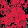 Rhododendron X Girards Scarlet Azalea