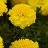 Tagetes Patula Hot Pak Yellow French Marigold SP4 Container