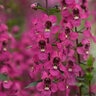Angelonia Angustifolia Serena Rose Summer Snapdragon