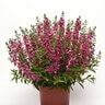 Angelonia Angustifolia Serena Rose Summer Snapdragon