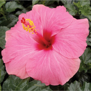 Hibiscus Rosa-Sinensis Tradewinds Cayman Wind Tropical Hibiscus