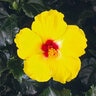 Hibiscus Rosa-Sinensis Tradewinds Sunny Wind Tropical Hibiscus