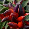 Capsicum Annuum Wicked Ornamental Pepper