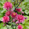 Aquilegia Vulgaris Clementine Red Columbine