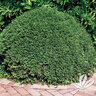Buxus Microphylla Emerald Jewel Boxwood