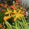 Crocosmia X George Davidson Montbretia