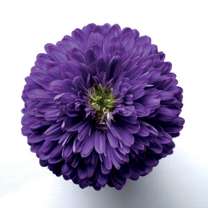 Aster Novi-Belgii Henry I Purple Aster 1 gal. Container
