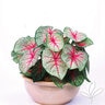 Caladium Bicolor White Queen Angel Wings
