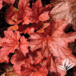 Heuchera X Paprika Coral Bells