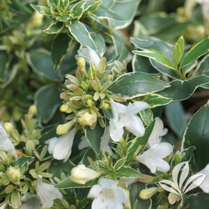 Abelia X Grandiflora Twist of Vanilla Glossy Abelia 3 gal. Container