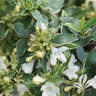 Abelia X Grandiflora Twist of Vanilla Glossy Abelia