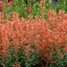 Agastache X Kudos Mandarin Hyssop