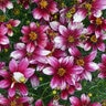 Coreopsis Verticillata Sizzle & Spice Zesty Zinger Threadleaf Tickseed